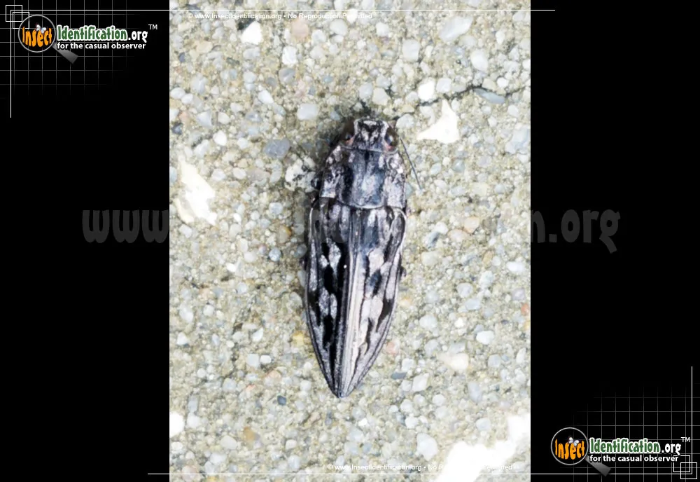 Sculptured Pine Borer Beetle - photo 5