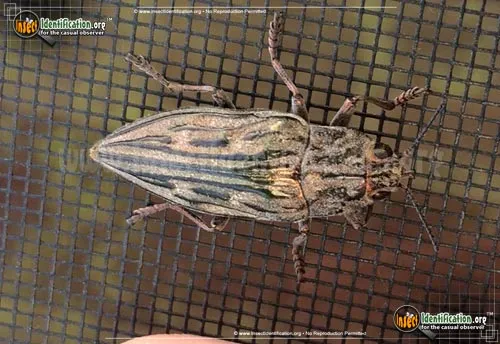 Sculptured Pine Borer Beetle - photo 6