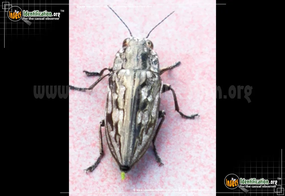 Sculptured Pine Borer Beetle - photo 7