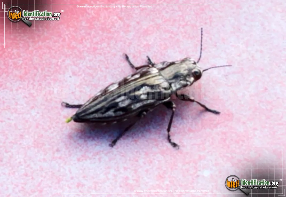 Sculptured Pine Borer Beetle - photo 8