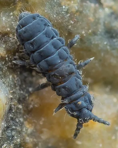 Seashore Springtail