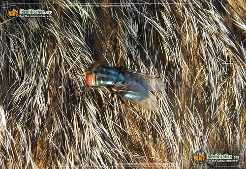 Secondary Screwworm - photo 5