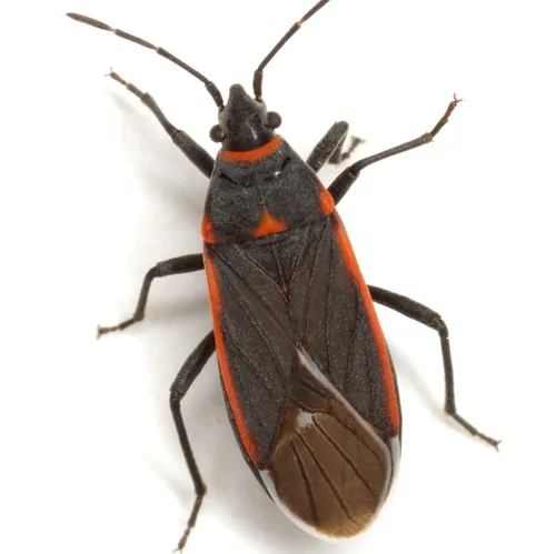 Seed Bug