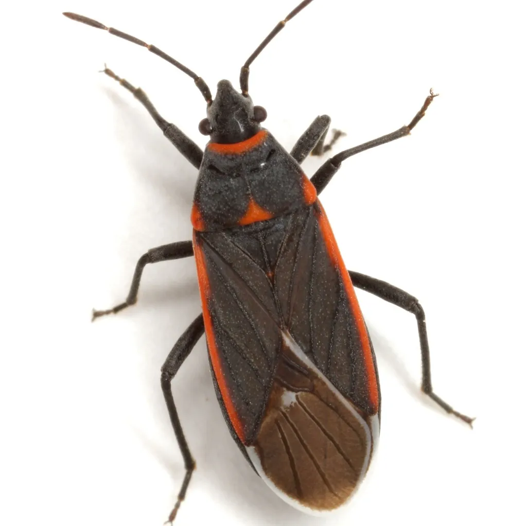 Seed Bug - photo 2