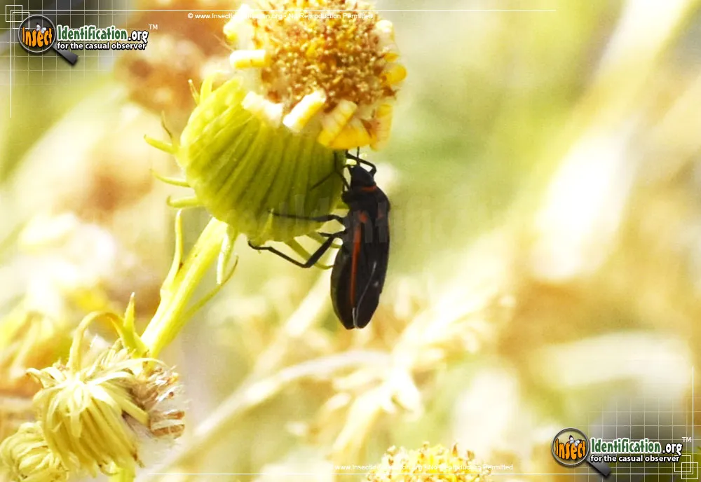 Seed Bug - photo 4