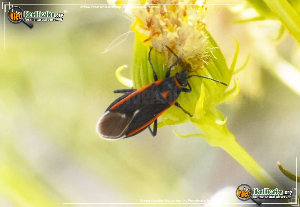 Seed Bug - photo 7