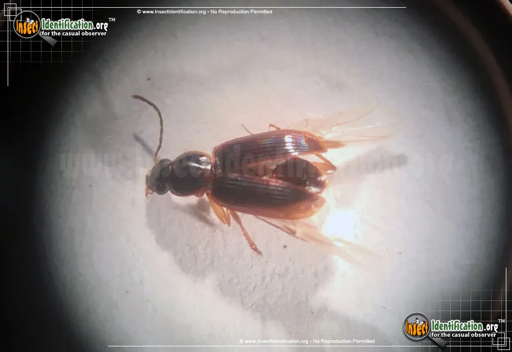 Seedcorn Beetle - Stenolophus spp.