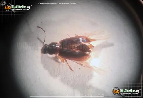 Seedcorn Beetle - photo 2