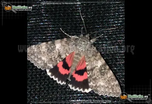 Semirelict Underwing - photo 2