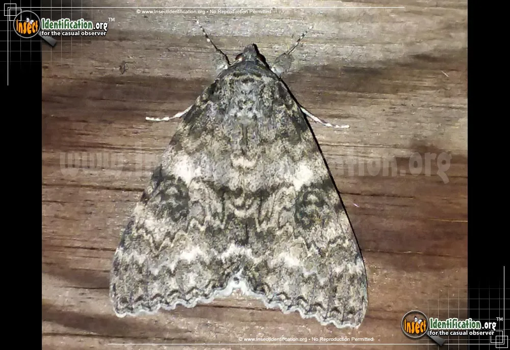 Semirelict Underwing - photo 4