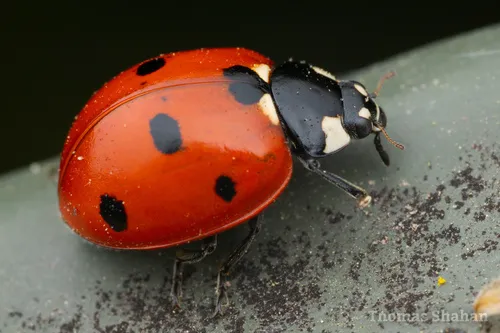 Seven-spotted Lady Beetle - photo 2