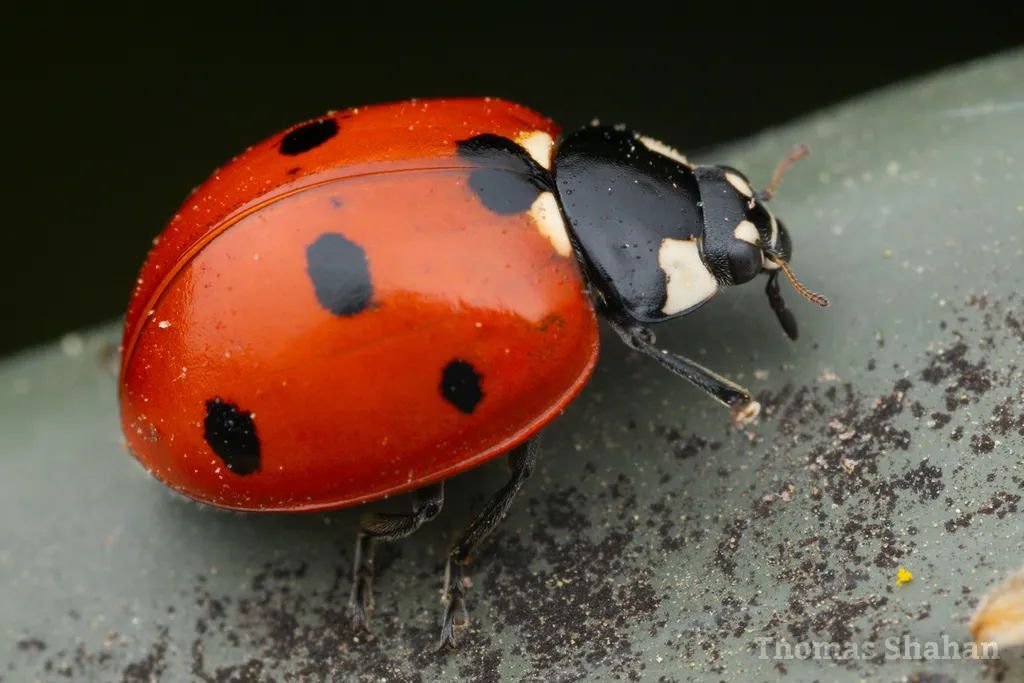 Seven-spotted Lady Beetle - photo 3