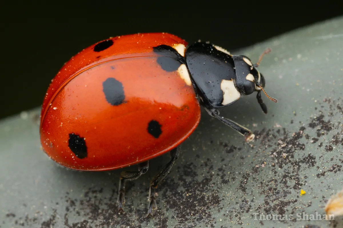 Seven-spotted Lady Beetle - photo 4