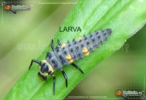 Seven-spotted Lady Beetle - photo 6