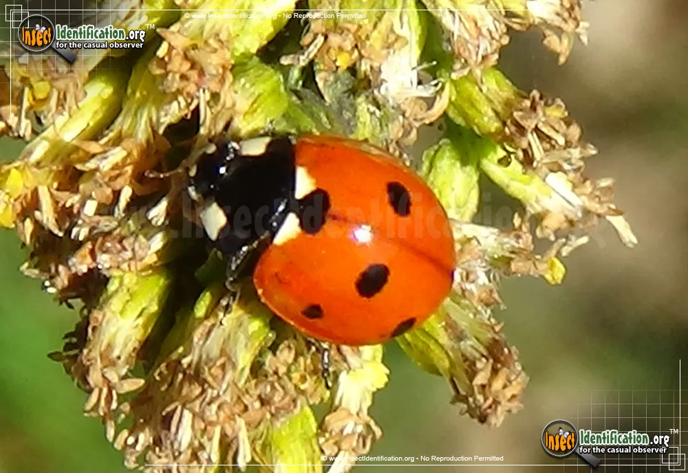 Seven-spotted Lady Beetle - photo 8