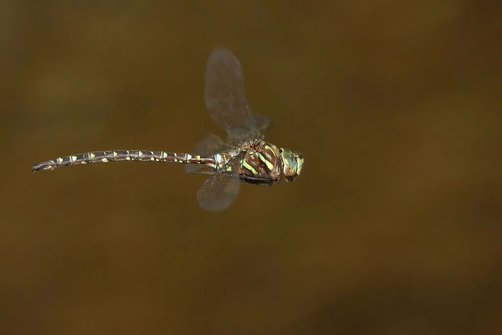 Shadow Darner - photo 2