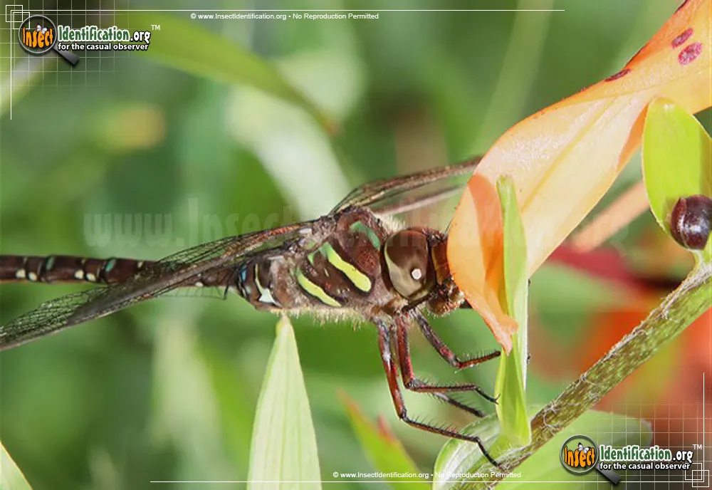 Shadow Darner - photo 4