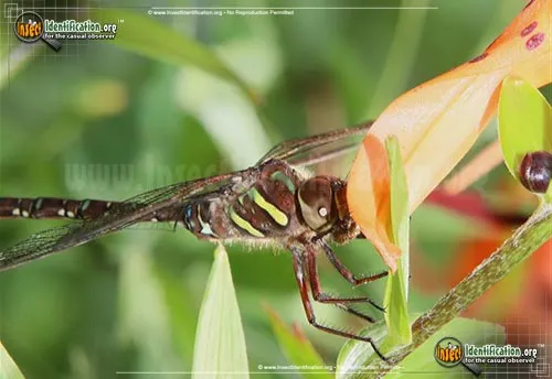 Shadow Darner - photo 5