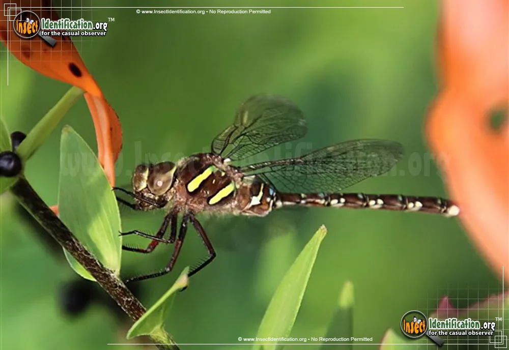Shadow Darner - photo 8
