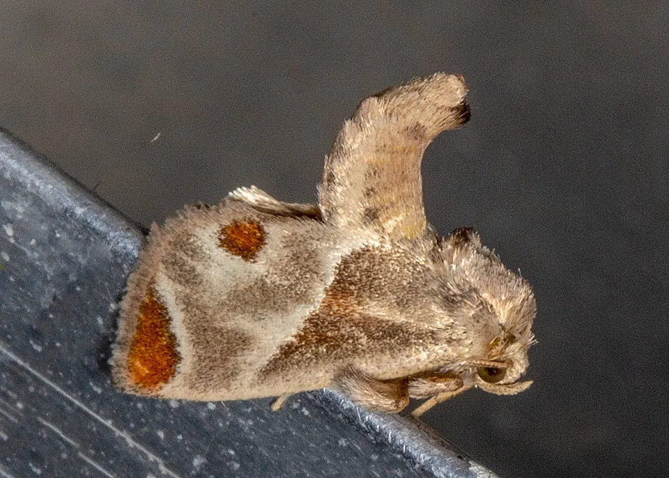 Shagreened Slug Moth - photo 3
