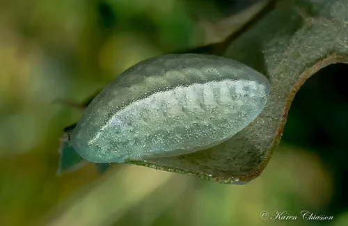 Shagreened Slug Moth - photo 5