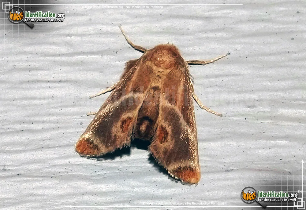 Shagreened Slug Moth - photo 7