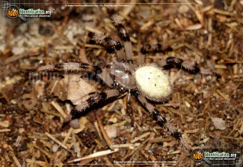Shamrock Spider - photo 2