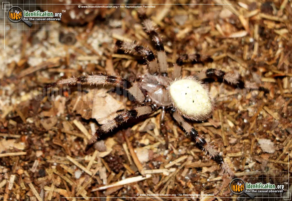 Shamrock Spider - photo 3