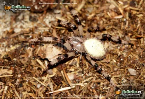 Shamrock Spider - photo 4
