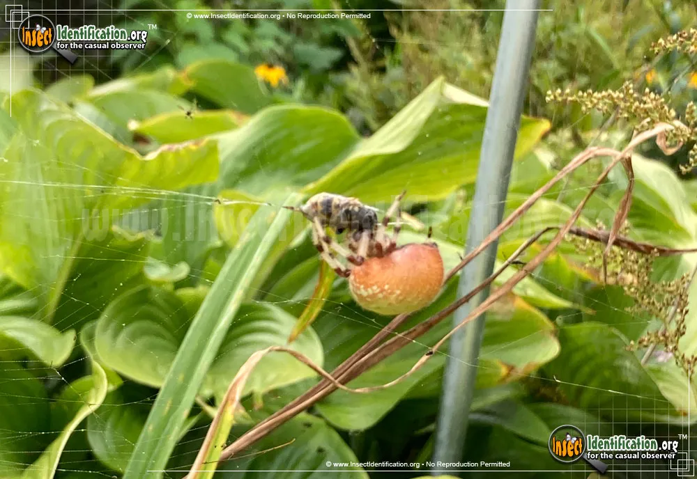 Shamrock Spider - photo 5