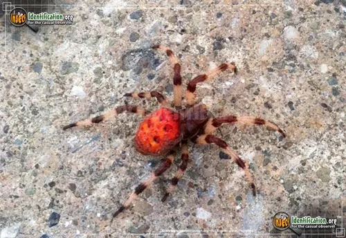 Shamrock Spider - photo 8