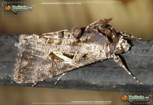 Sharp-stigma Looper Moth - photo 2