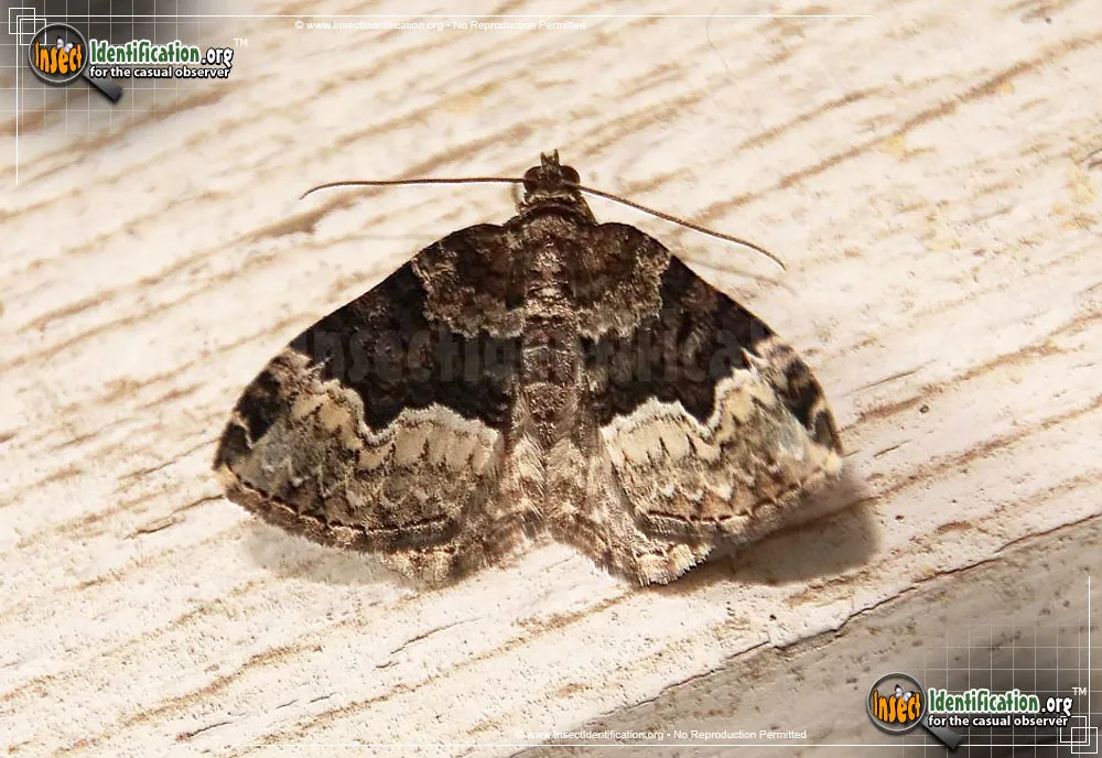 Sharp-angled Carpet Moth