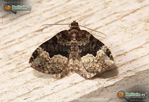Sharp-angled Carpet Moth - photo 2