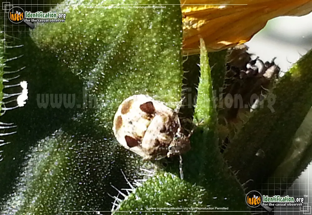 Shield-backed Bug -Homaemus spp.