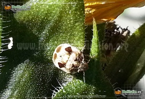 Shield-backed Bug -Homaemus spp. - photo 2