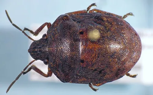 Shield-backed Pine Seed Bug
