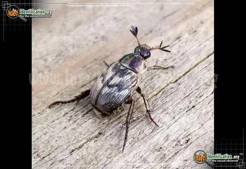 Shining Leaf Chafer -Anomala spp. - photo 2