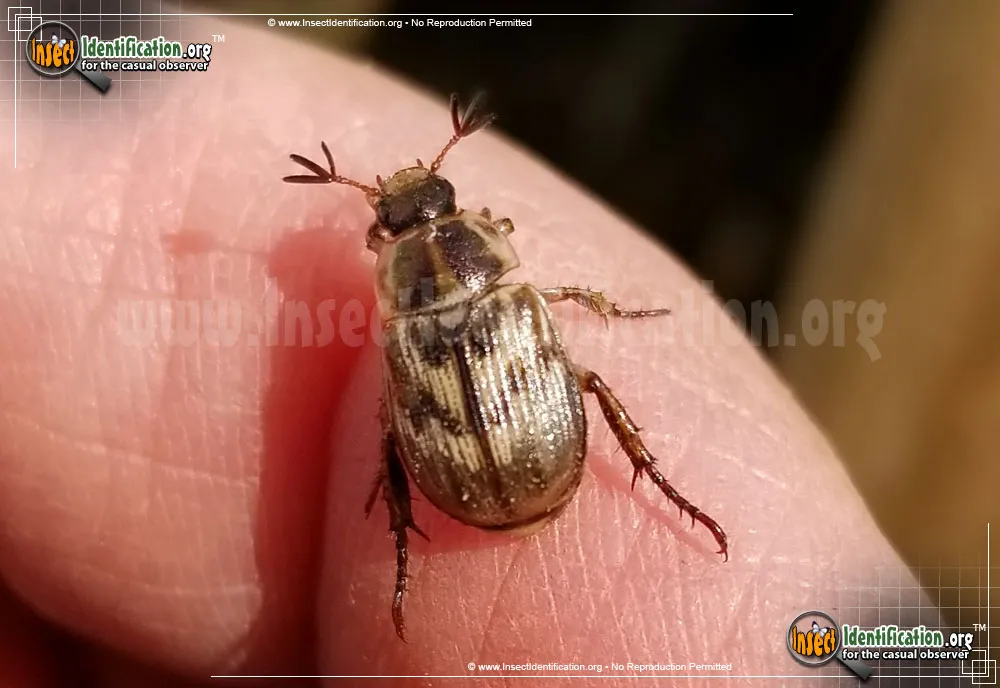 Shining Leaf Chafer -Anomala spp. - photo 3