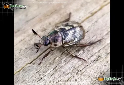 Shining Leaf Chafer -Anomala spp. - photo 6