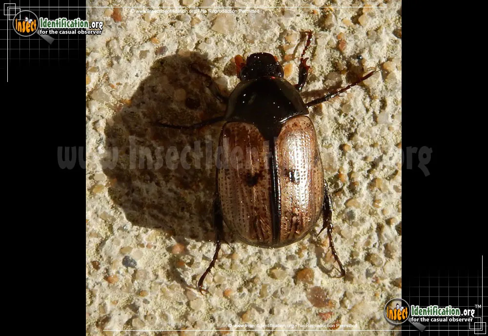 Shining Leaf Chafer Beetle -A. binotata