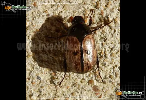 Shining Leaf Chafer Beetle -A. binotata - photo 2