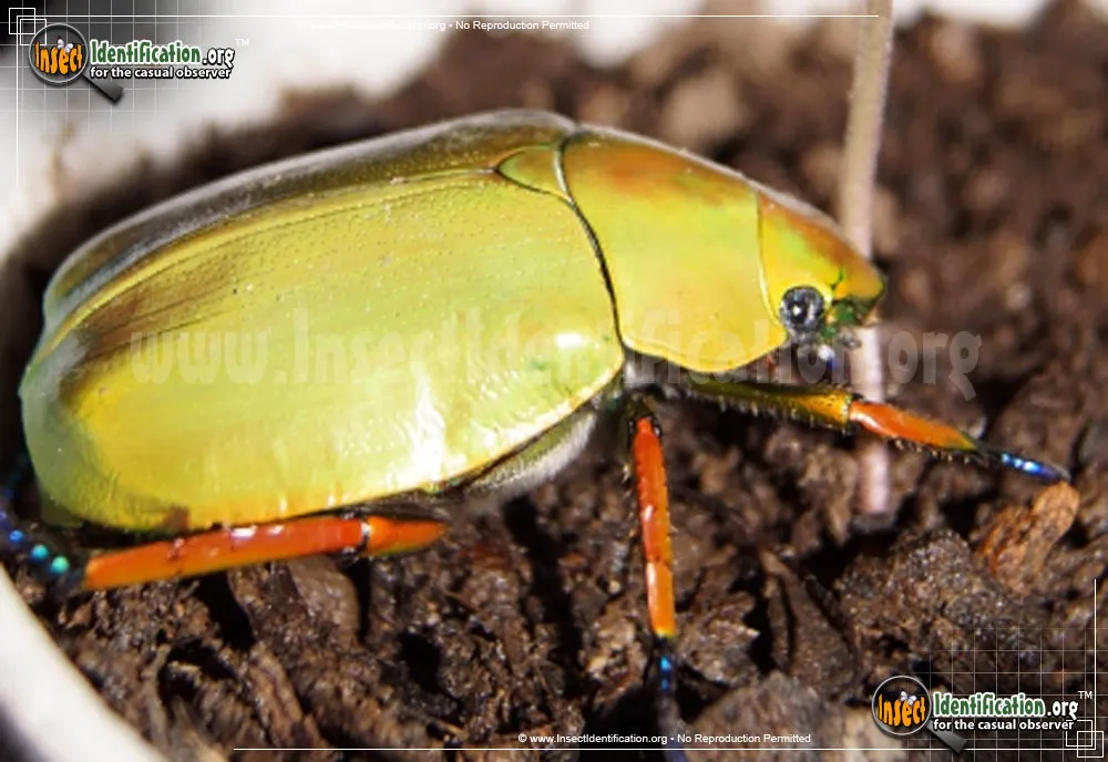 Shining Leaf Chafer -Chrysina spp.