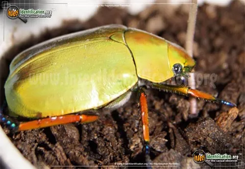 Shining Leaf Chafer -Chrysina spp. - photo 2