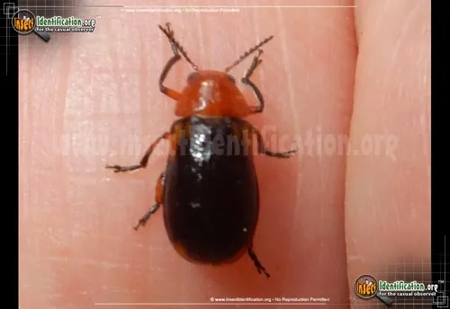 Shiny Flea Beetle - photo 2