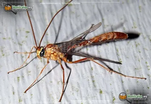 Short-tailed Ichneumon Wasp - photo 2