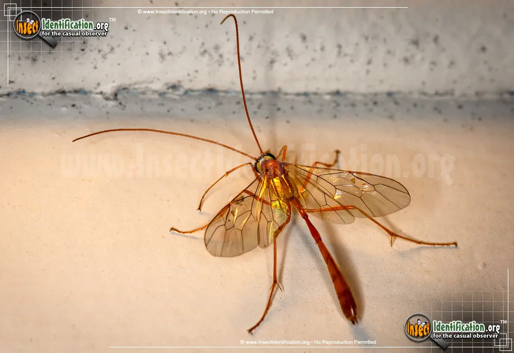 Short-tailed Ichneumon Wasp - photo 3