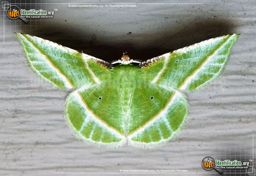 Showy Emerald Moth