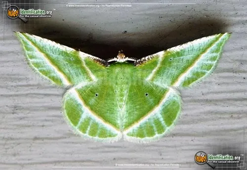 Showy Emerald Moth - photo 2