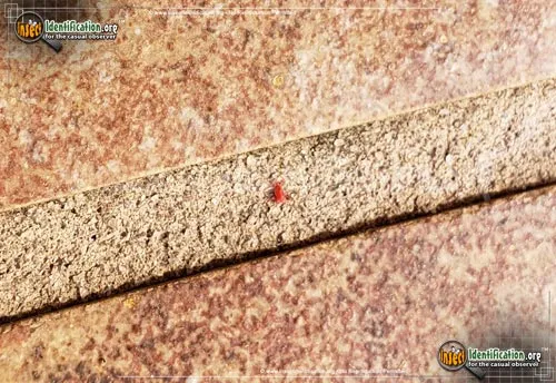 Sidewalk Mite - photo 2